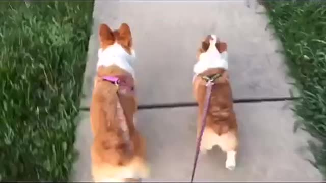 Corgi Strut