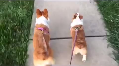 Corgi Strut