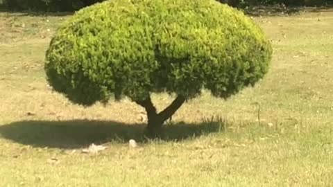 Butterflies and birds chase each other