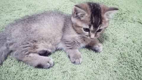 Kitten that had no choice but to play with its owner