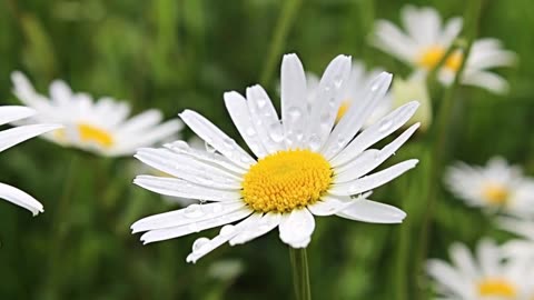 daisies flower