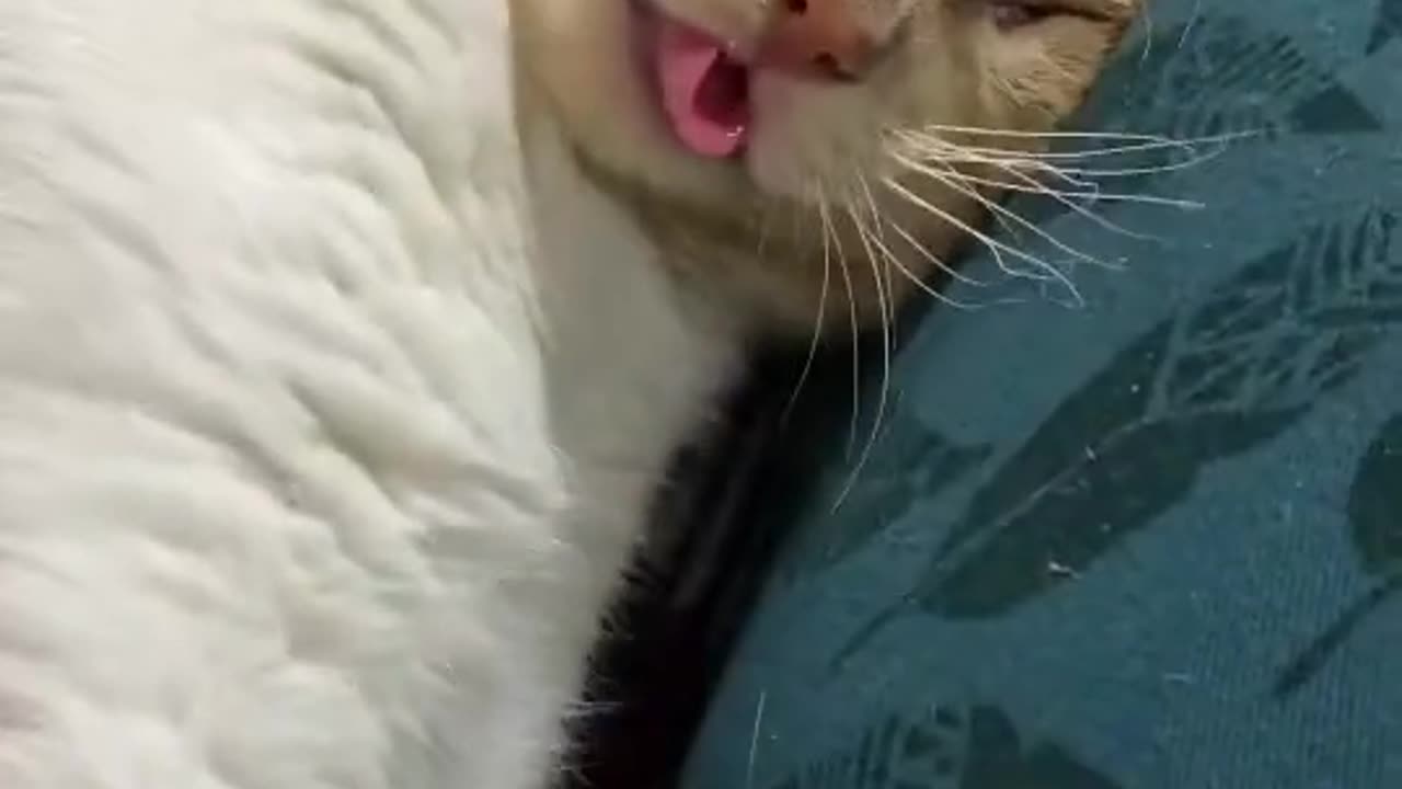 "Watch This Adorably Silly Cat Yawn Like a Goofball!"