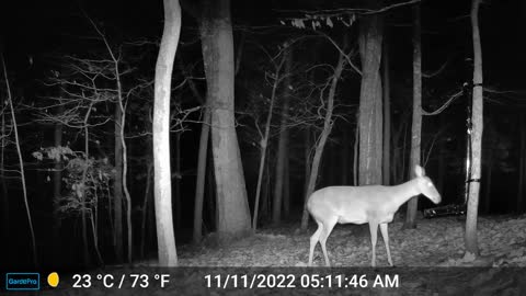 The Woods – 11/11/2022