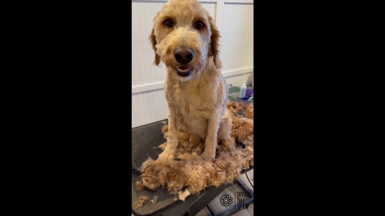 Doodle Groom - Cutest Smile!