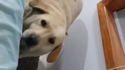 Dog Bread Eating, No Escape