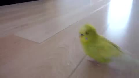 Budgie Balancing Trick