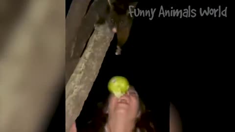 Funny Animal video 2023 funny Most Funny Cat&Dog