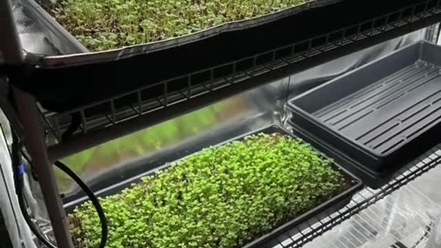 Microgreens under HLG beams