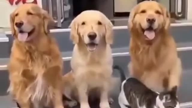Where's The Damn Cat?! Get Everyone In The Photo Please!