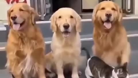 Where's The Damn Cat?! Get Everyone In The Photo Please!
