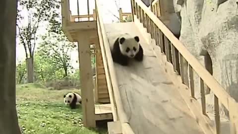 Cute pandas playing on the slide