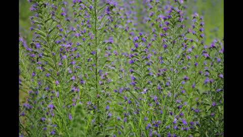 Echium flower