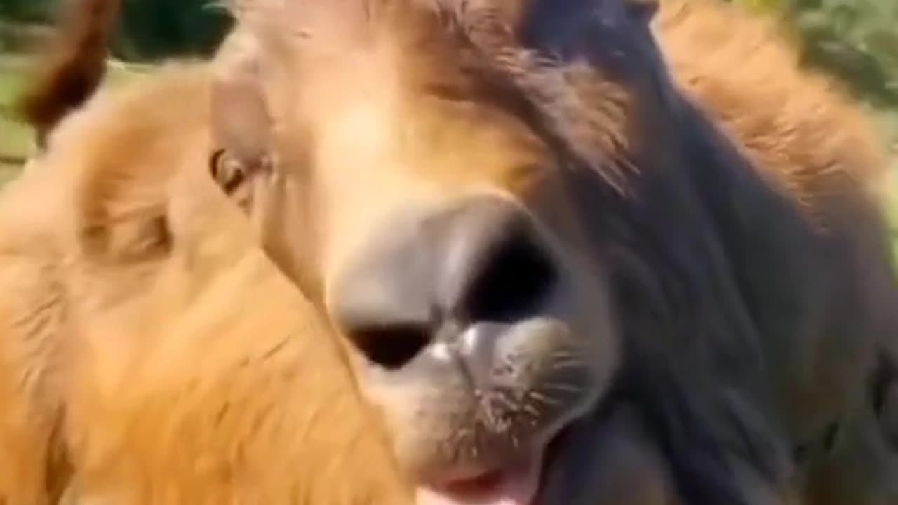 Very funy video