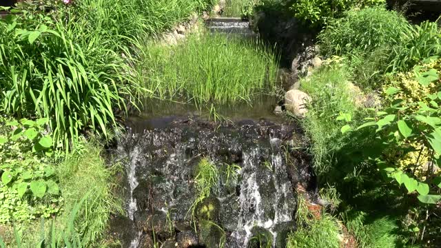 wildlife stream flowing cascade