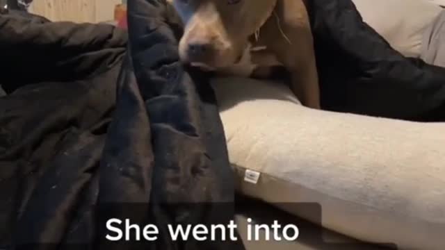 This dog has seen stuff happen..