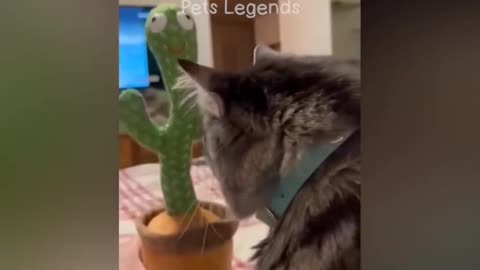 #FunnyCat&Dog