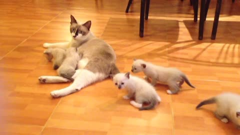 Mother cat with kittens 🐱