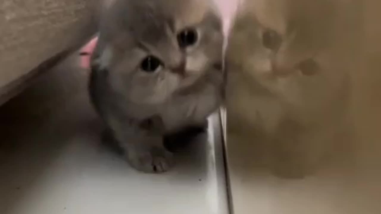 Cute cat