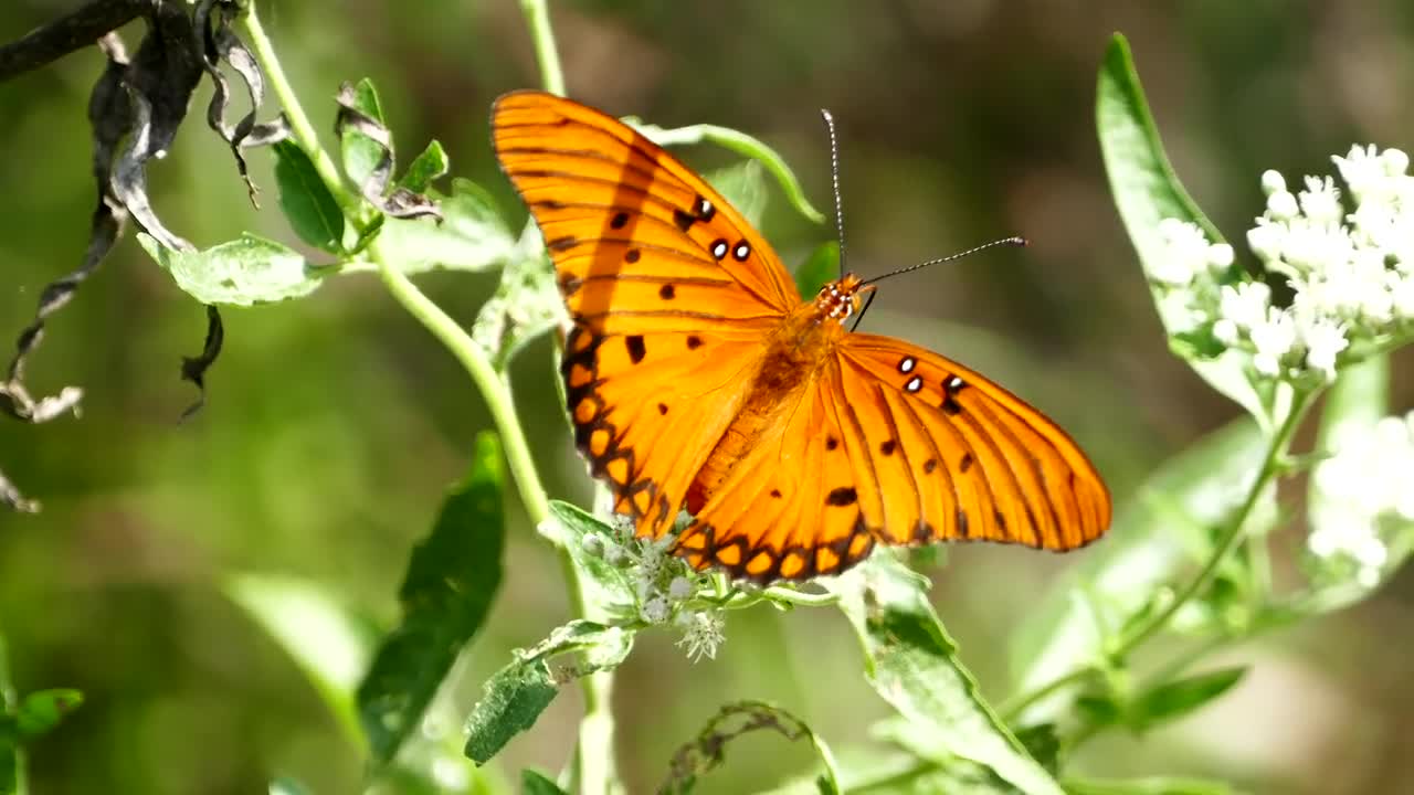 Butterfly Flapping Wings Insect Bug Animal