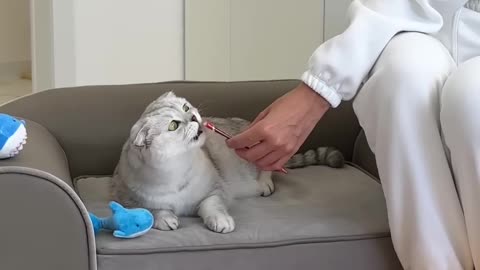 Funny cat video.