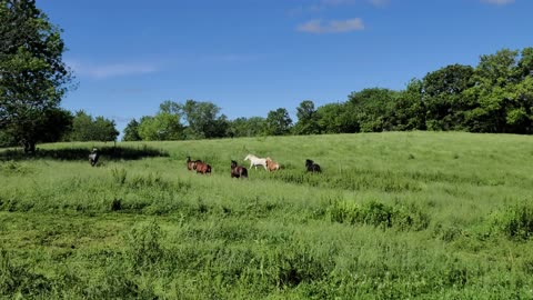 Running Horses