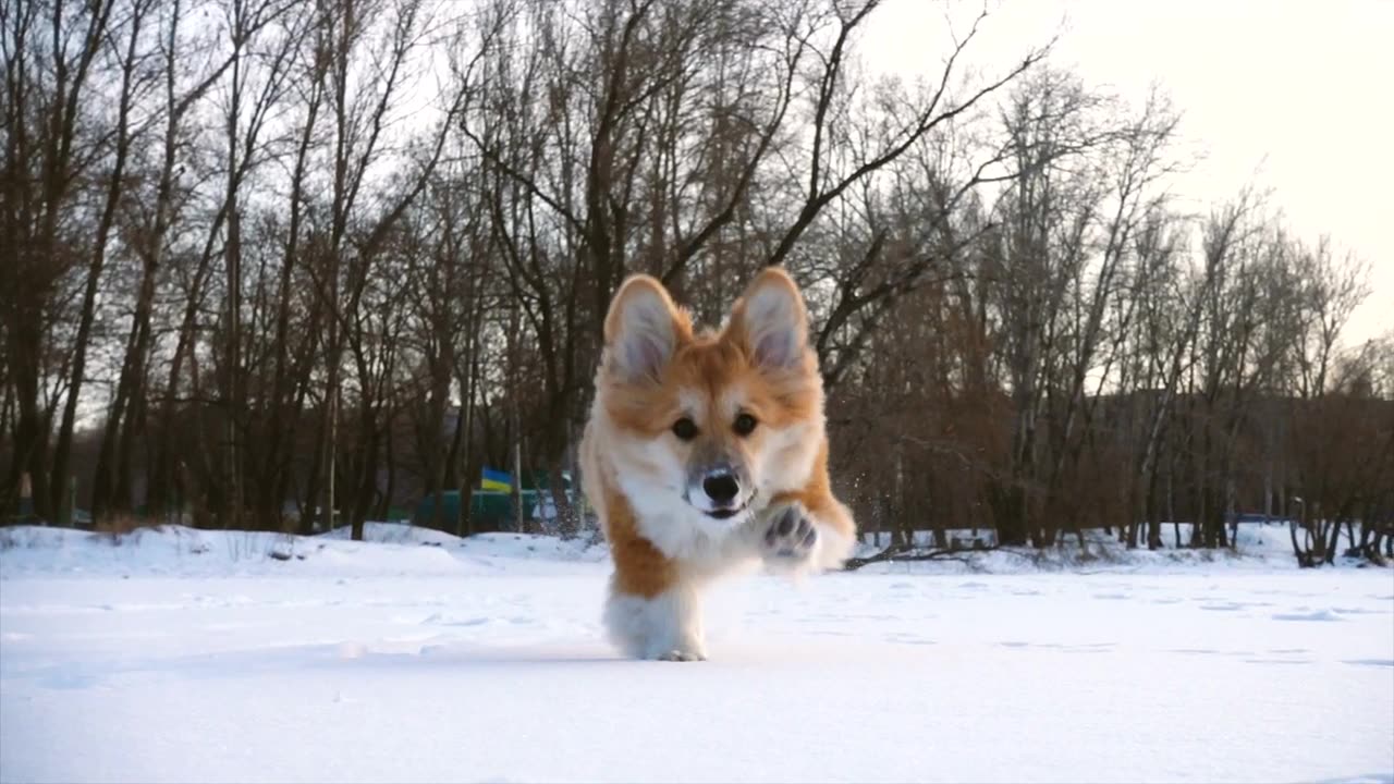 little dog running in snow in slow motion