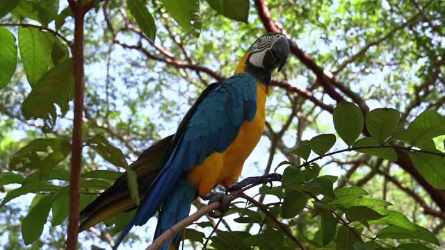 Parrot among the trees