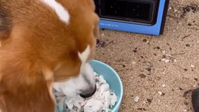 My beagle loves food