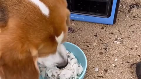 My beagle loves food