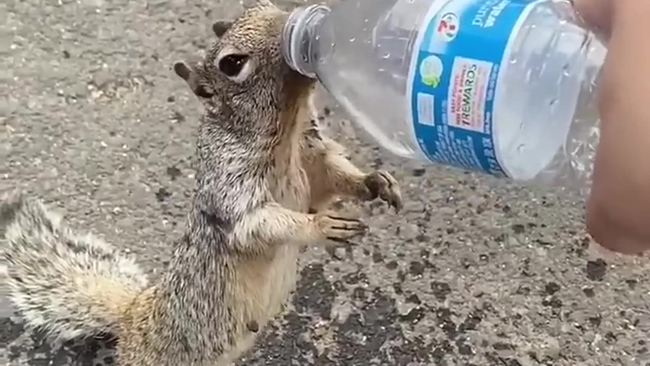 Thirsty Squirrel Begs For Water From Human 💧💦
