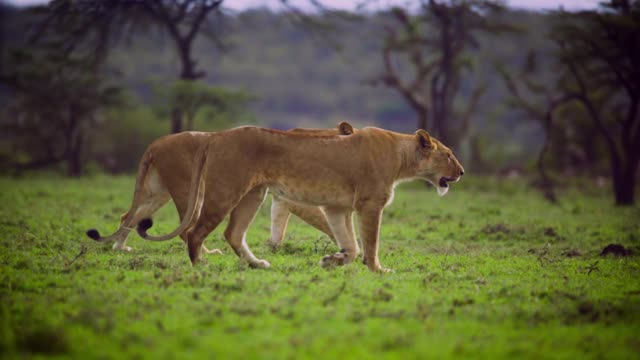 Pair of Lionesses Walking Together 🥰