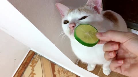 My Cats vs Lemon