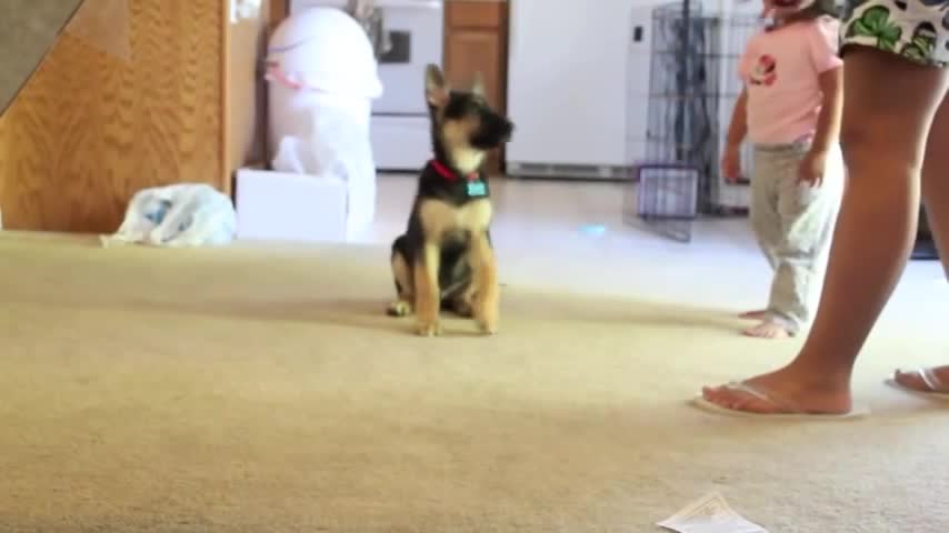 Three Months Old German Shepherd Learning Tricks!