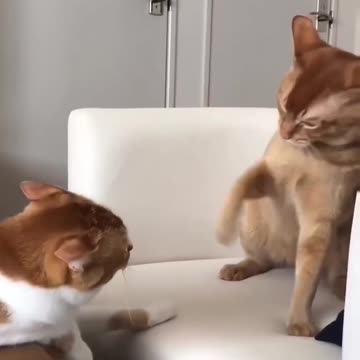 Fanny cat videos | kitty cat video | Cute cat videos | Pet Animal videos