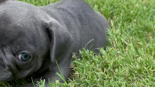 French Bulldog "Lola" - Playing in the grass