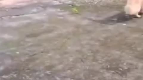 Funny cats video