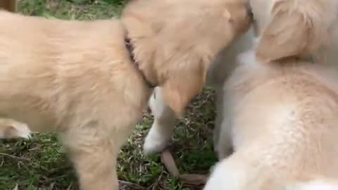 Puppies kissing with mom