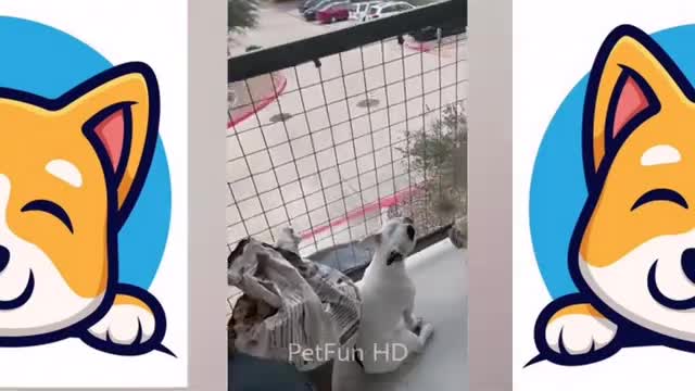 Best Funny Crazy Animal Videos 😂🤣| The Pet Philosopy 😻🐶🐯😺🐰