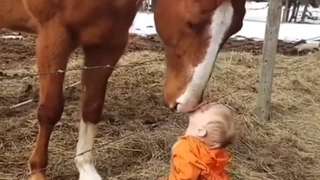 Baby 👶 kiss on 🐎 horse