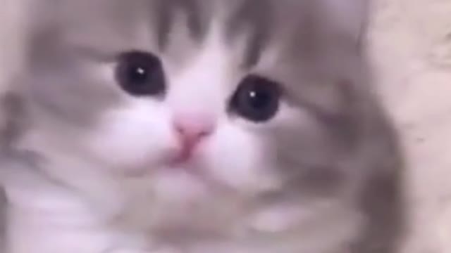 Cutest kitty ever