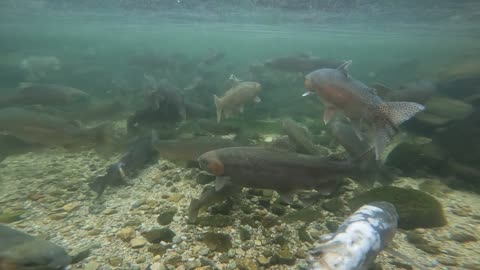 Friendly Fish