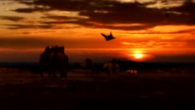 The Offspring_Hammerhead