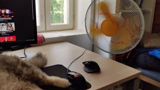 Cat Enjoys Breeze During Heatwave