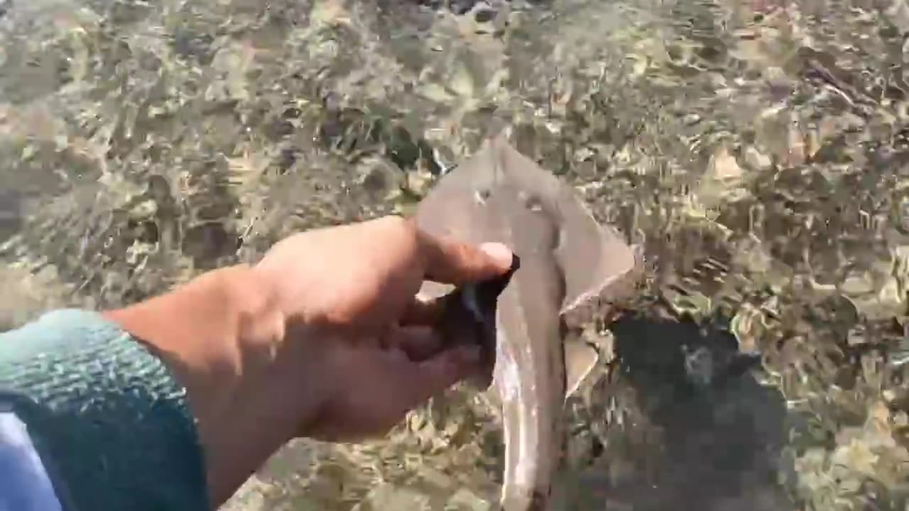 "Beachcombing Adventures: Treasures of the Shore"