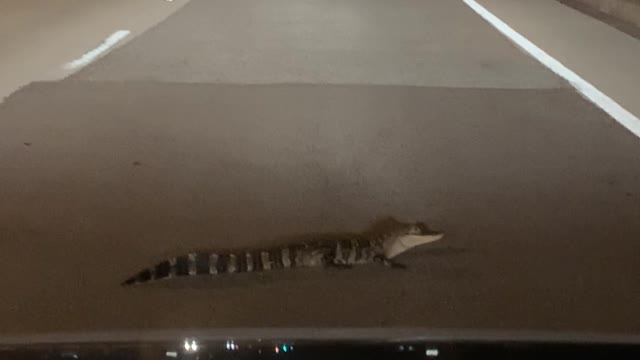 Driver Doesn't Match Young Alligator's Patience