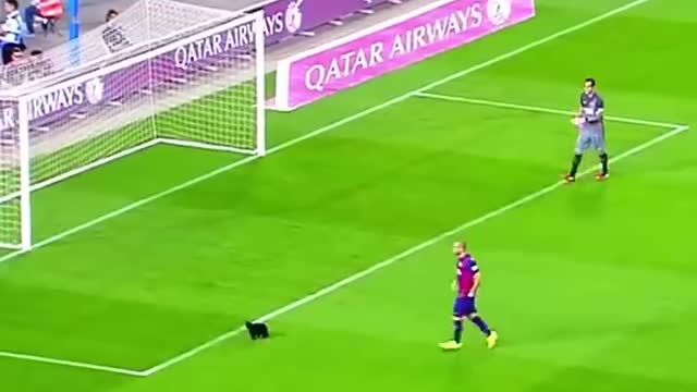 animals in football 😍