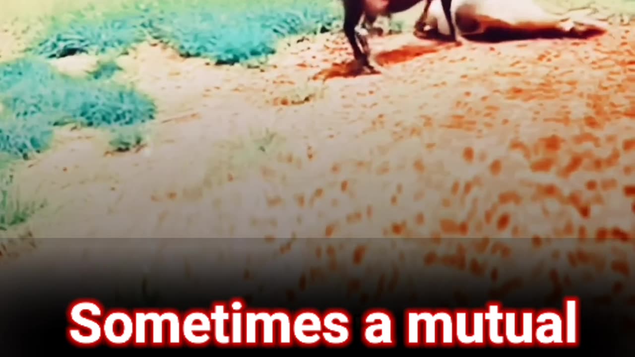 Mysterious Goat Coma: Unraveling the Enigma