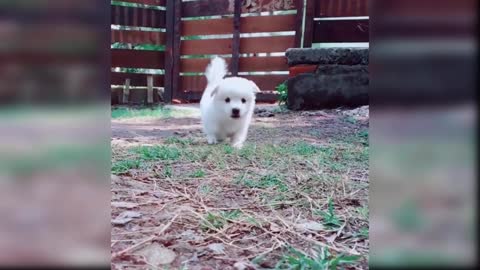 Cute funny baby dogs