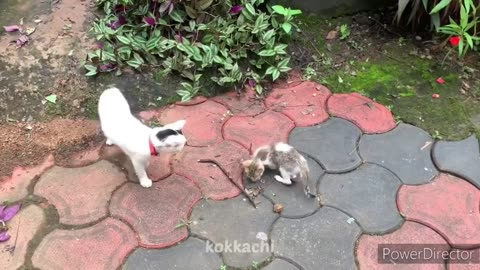 It's two'cat fighting eachother