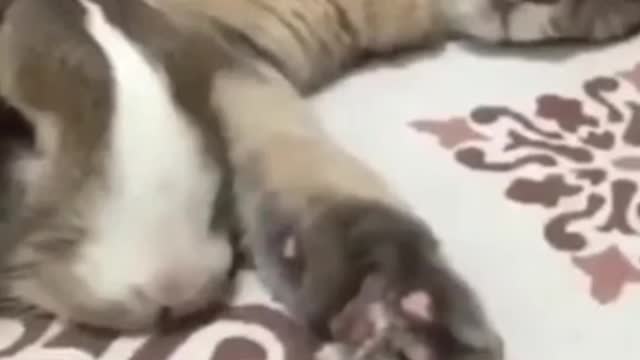 Unlikely animal friends, this Friendship won't work!!